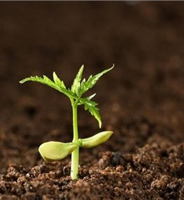 基于分数阶微分优化光谱指数的土壤电导率高光谱估算