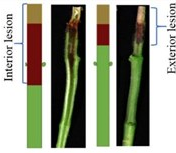 植物病害的高光谱图像解译识别：3D-CNN与显著图模型